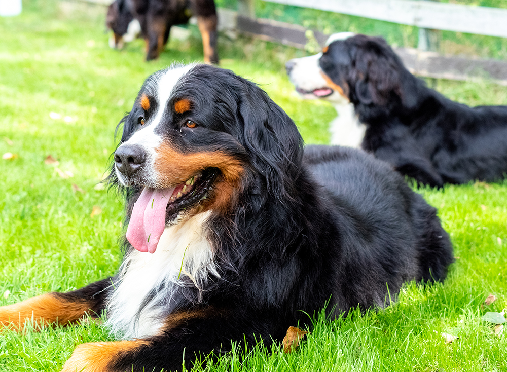 マイピュアハウス犬舎｜トライカラーの毛並みが美しいバーニーズマウンテンドッグ