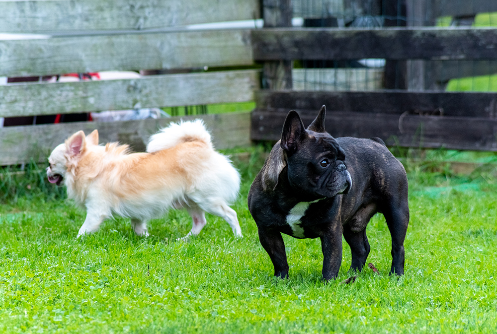 マイピュアハウス犬舎 つぶれた鼻が愛らしいフレンチブルドッグ